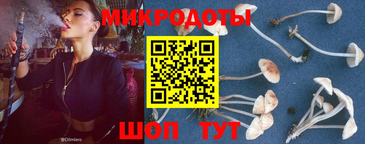 Псилоцибиновые грибы Psilocybe  Усть-Кут 